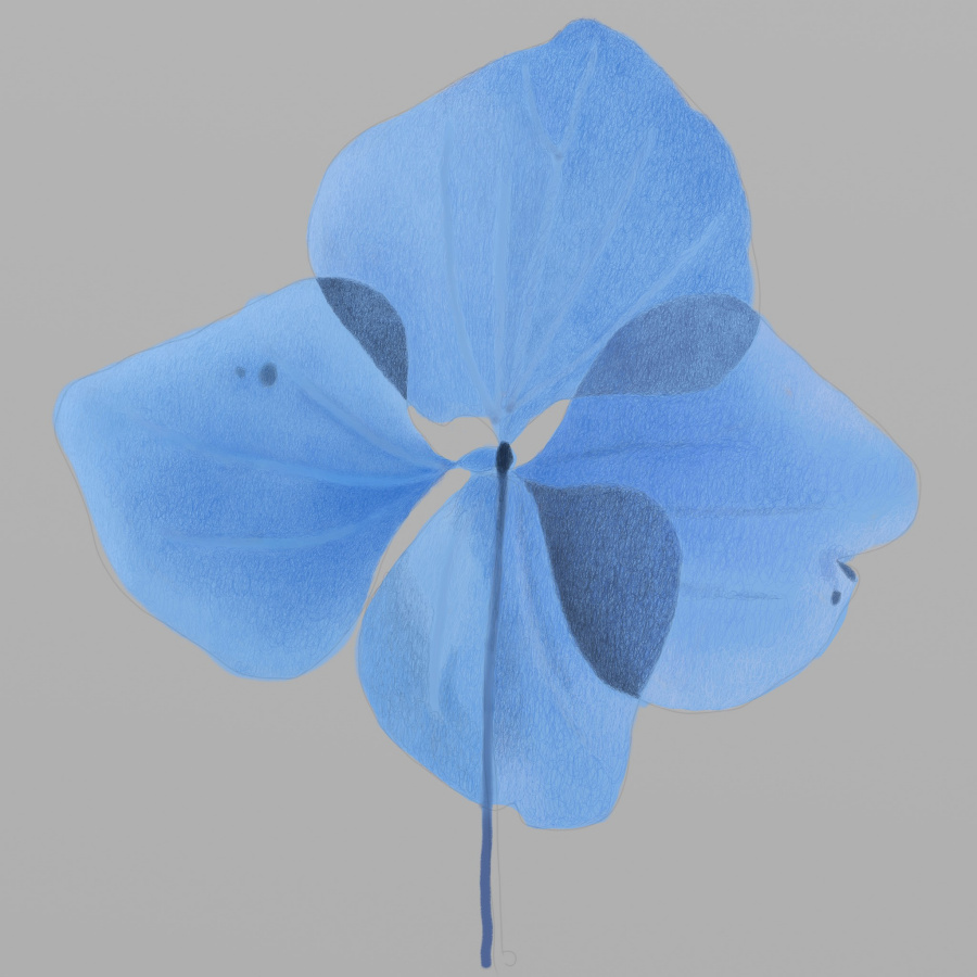 petals (square)